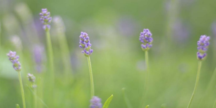 Lavendelblüten