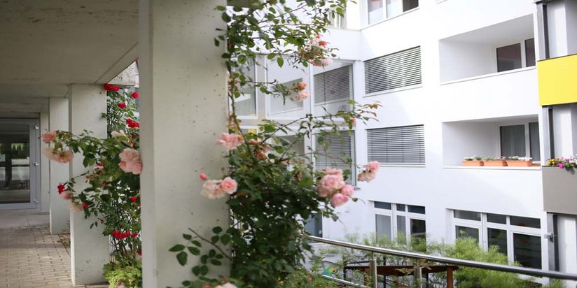 Ein blühender Rosenstrauch schmückt eine Mauer im St. Vincenz-Altenzentrum.