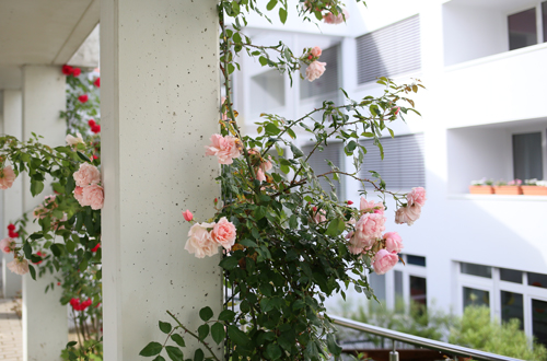 Ein blühender Rosenbusch schmückt eine Mauer im St. Vincenz-Altenzentrum.
